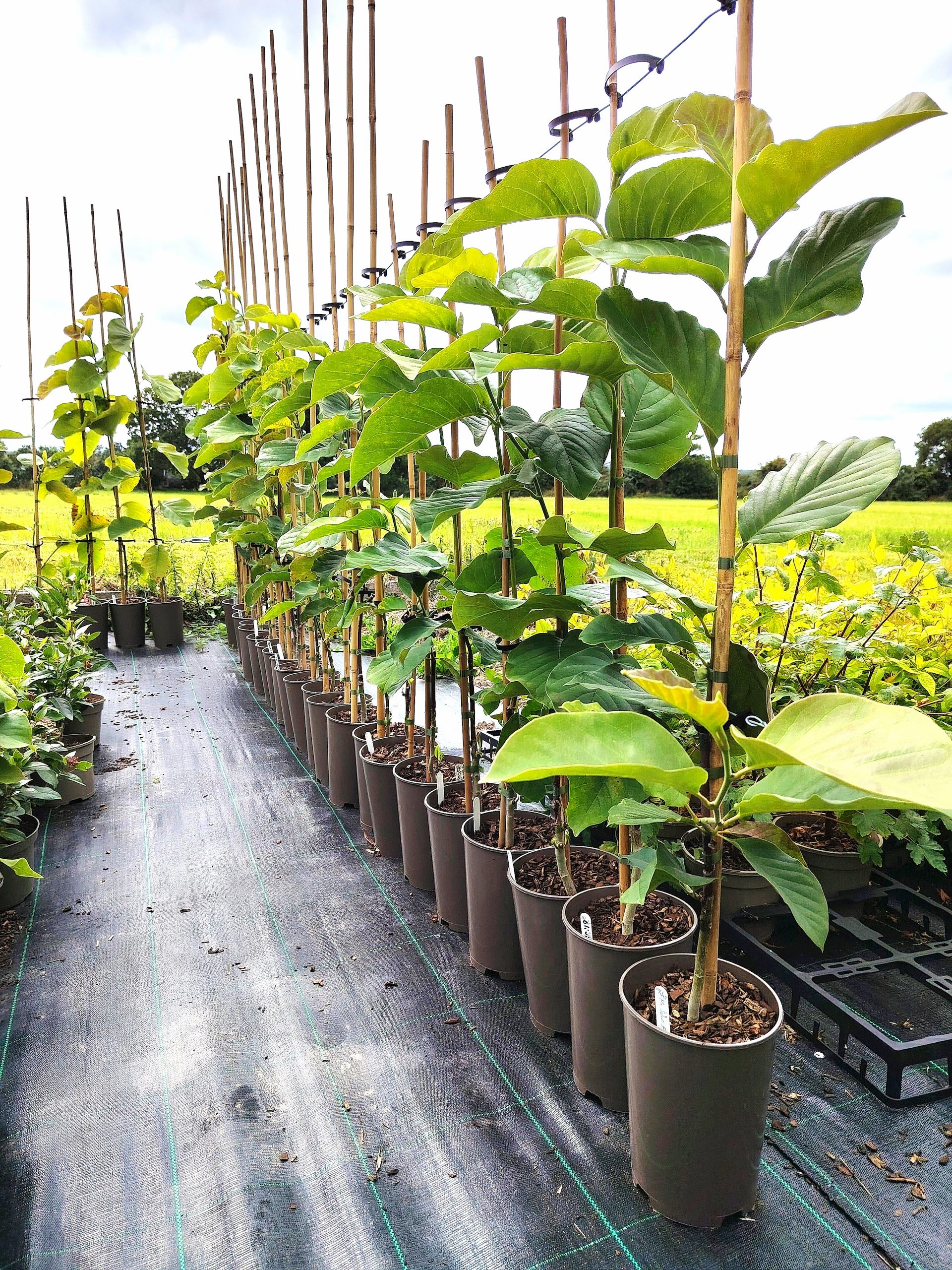 img 20250726 161320 edit 240573114899997