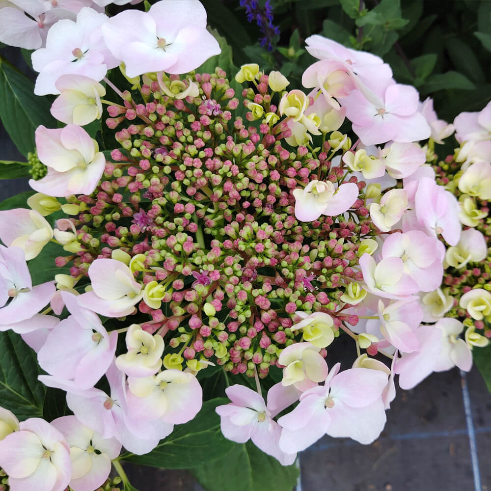 hydrangea-mariesii-perfecta