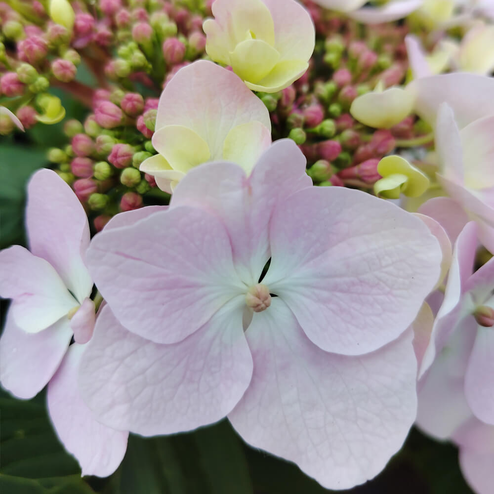 hydrangea-mariesii-perfecta2