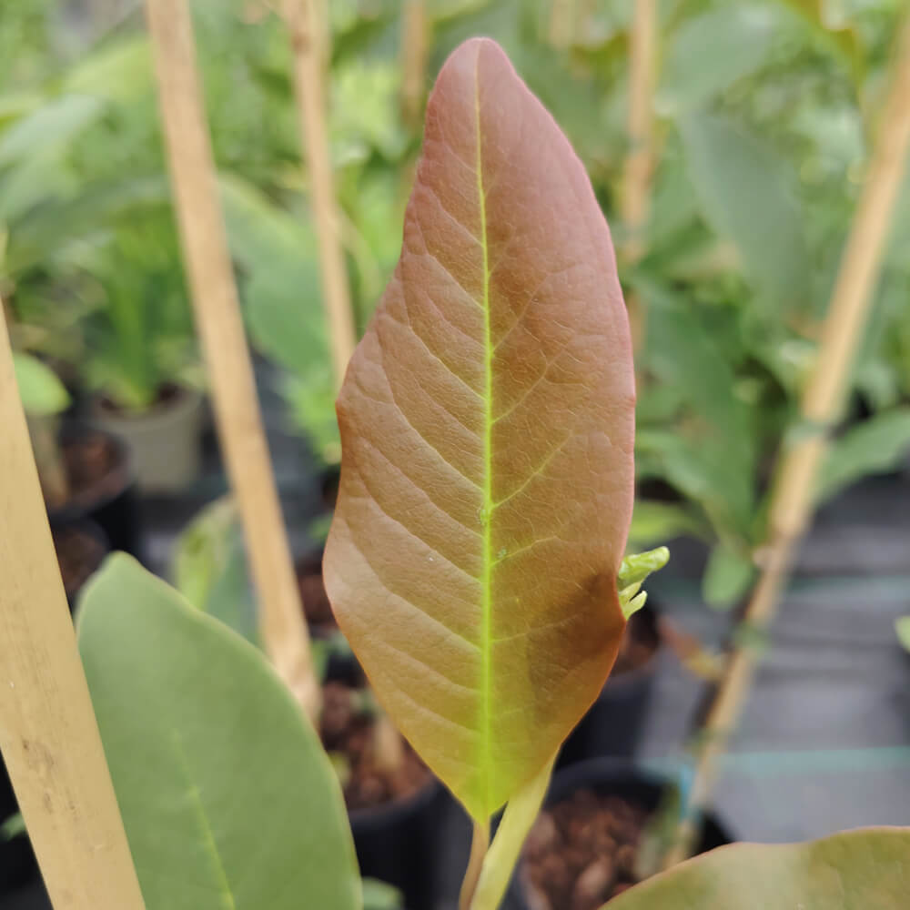 magnolia-slavins-alt