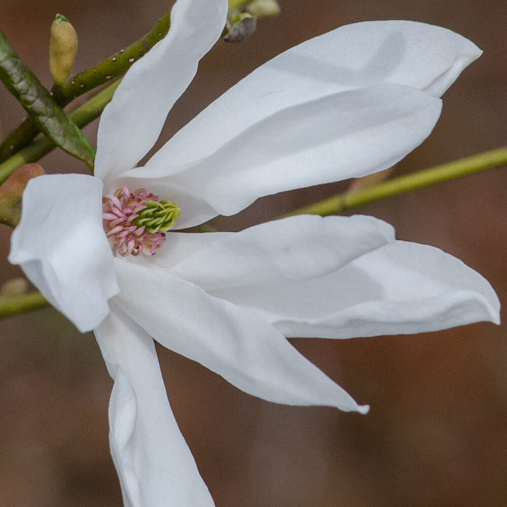 magnolia-slavins-flower