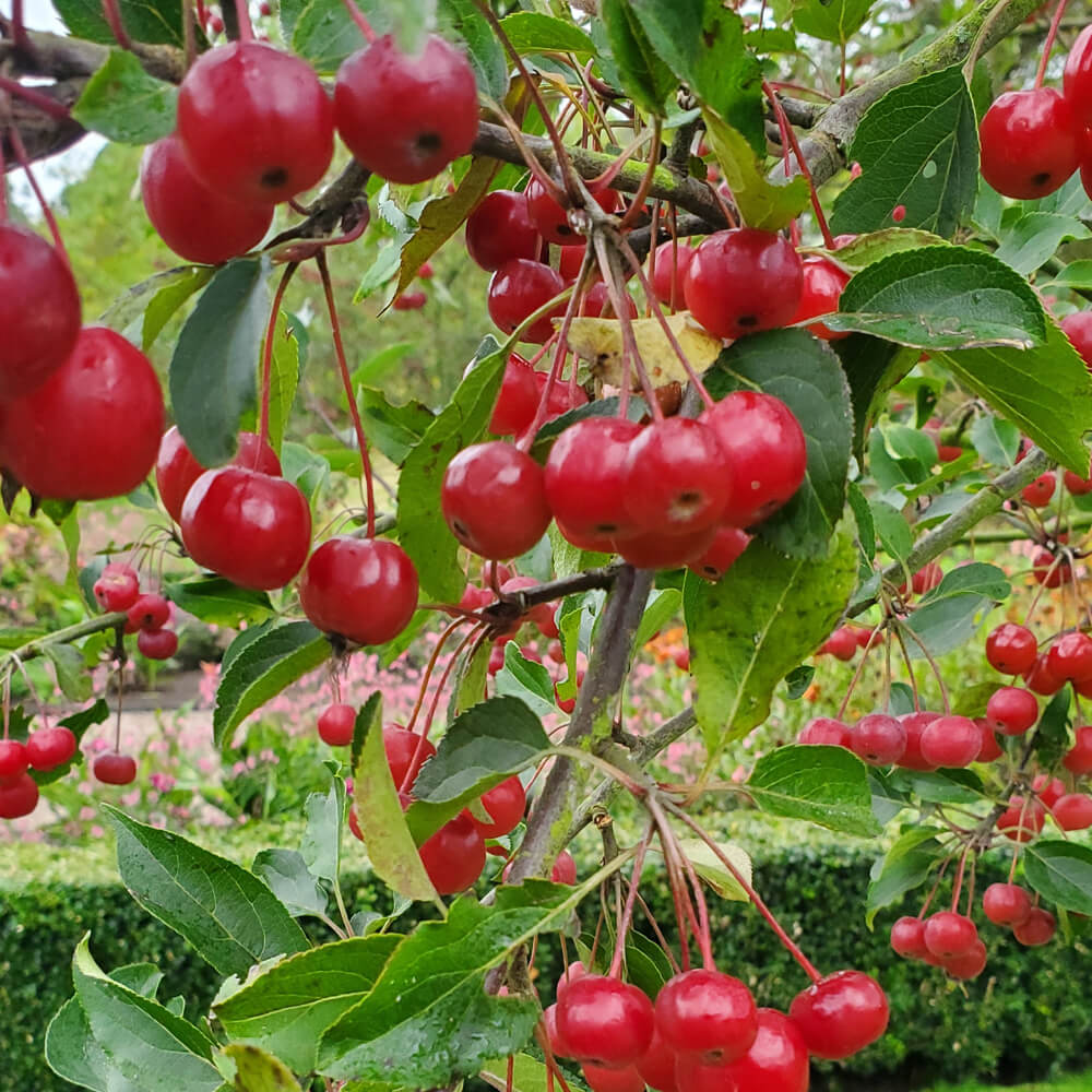 malus-hupehensis-alt