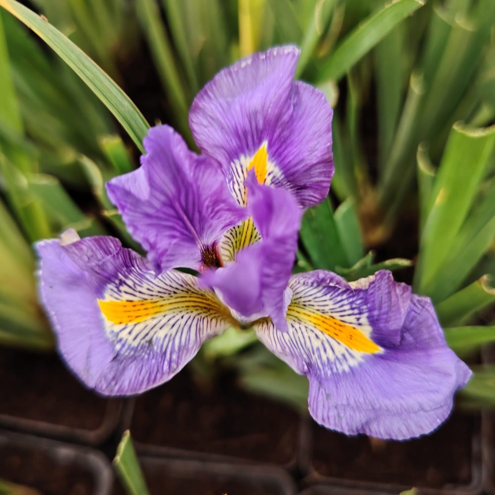 Iris unguicularis