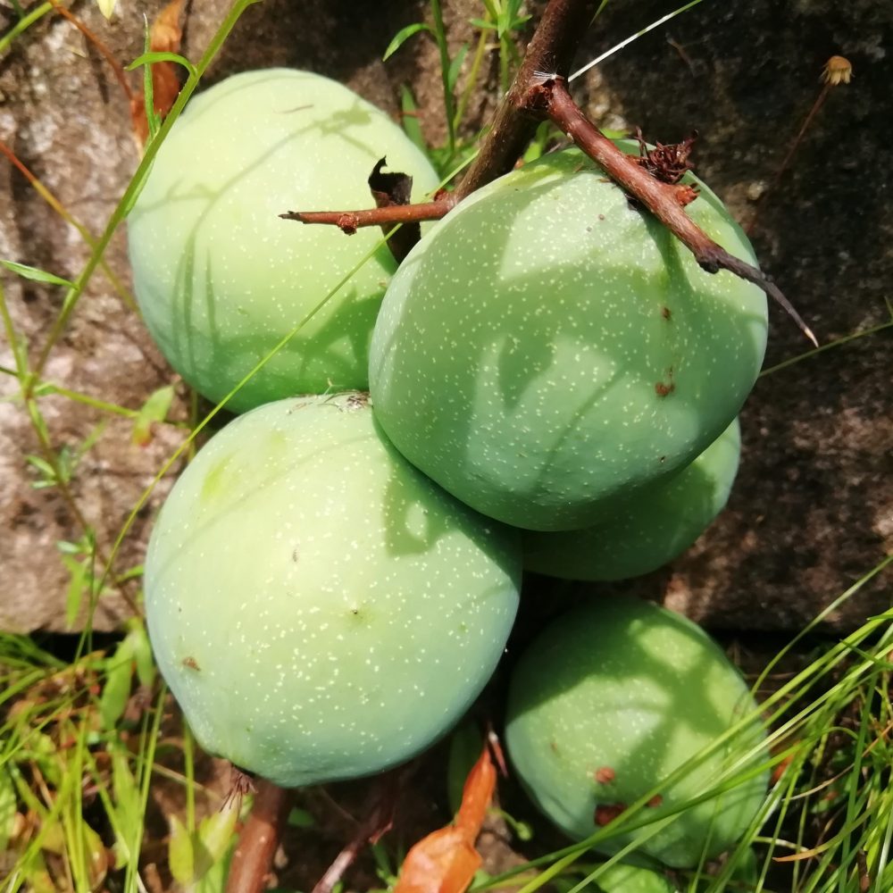 chaenomeles-cathayensis-resize