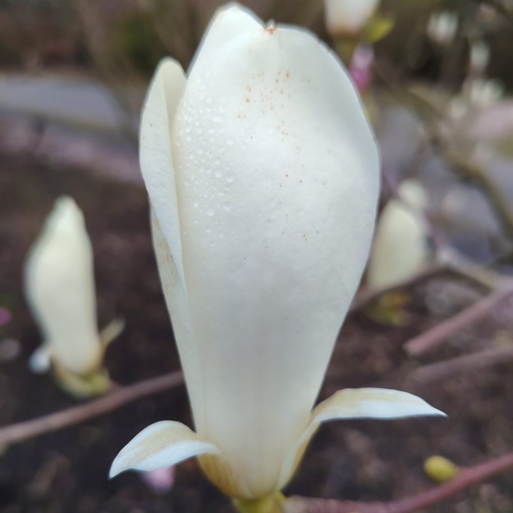 fc3c691d-b80a-45fa-8a4c-80cd2e8c2476