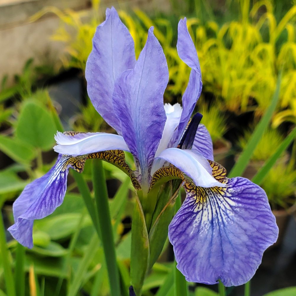 iris-papillon