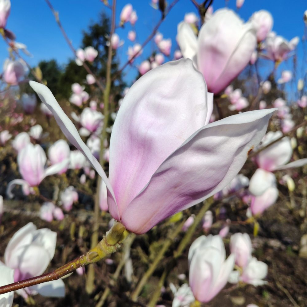 rebekkas-perfume-resized