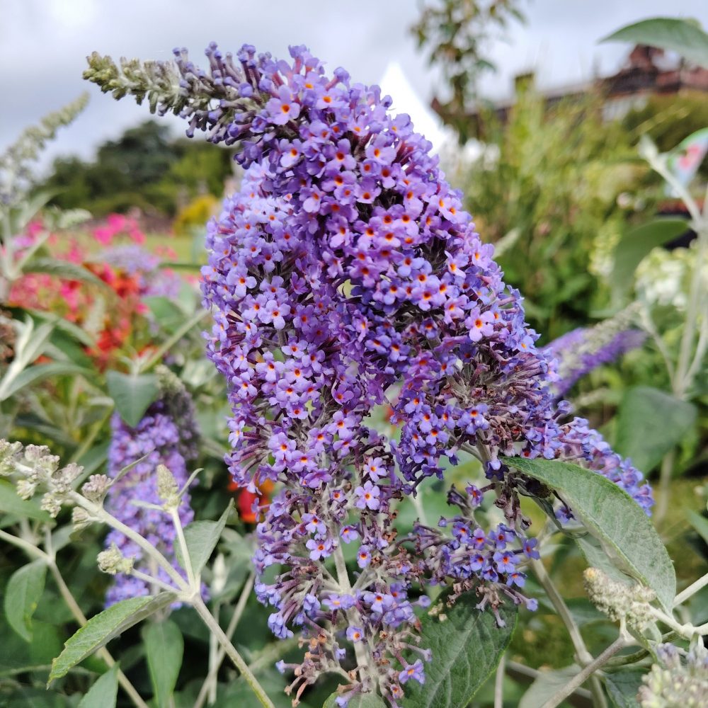 Buddleja lochinch