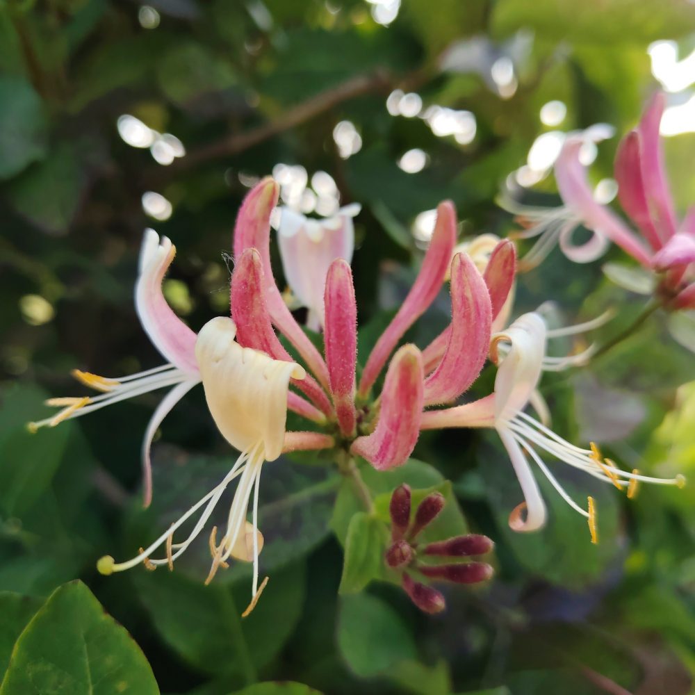 Lonicera serotina