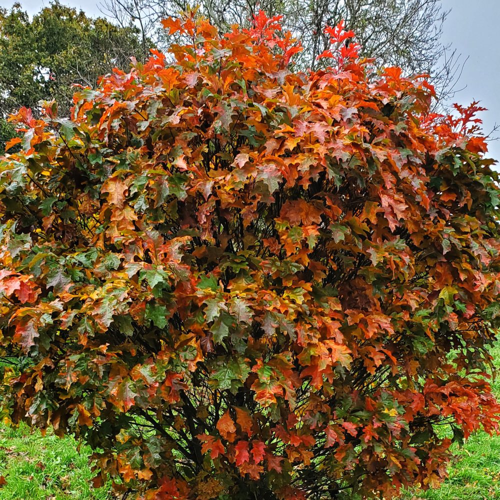 quercus-palustris-isabel-e1776461305530