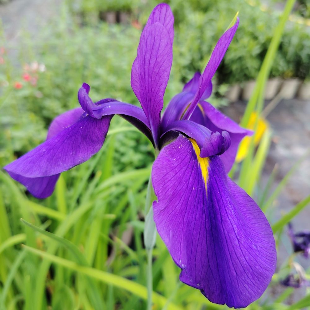 Iris ensata