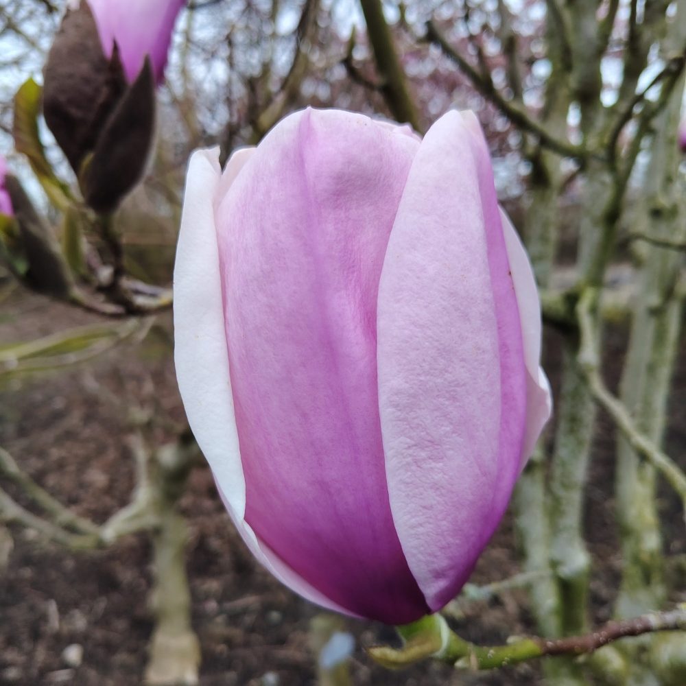 M. ‘Atlas’