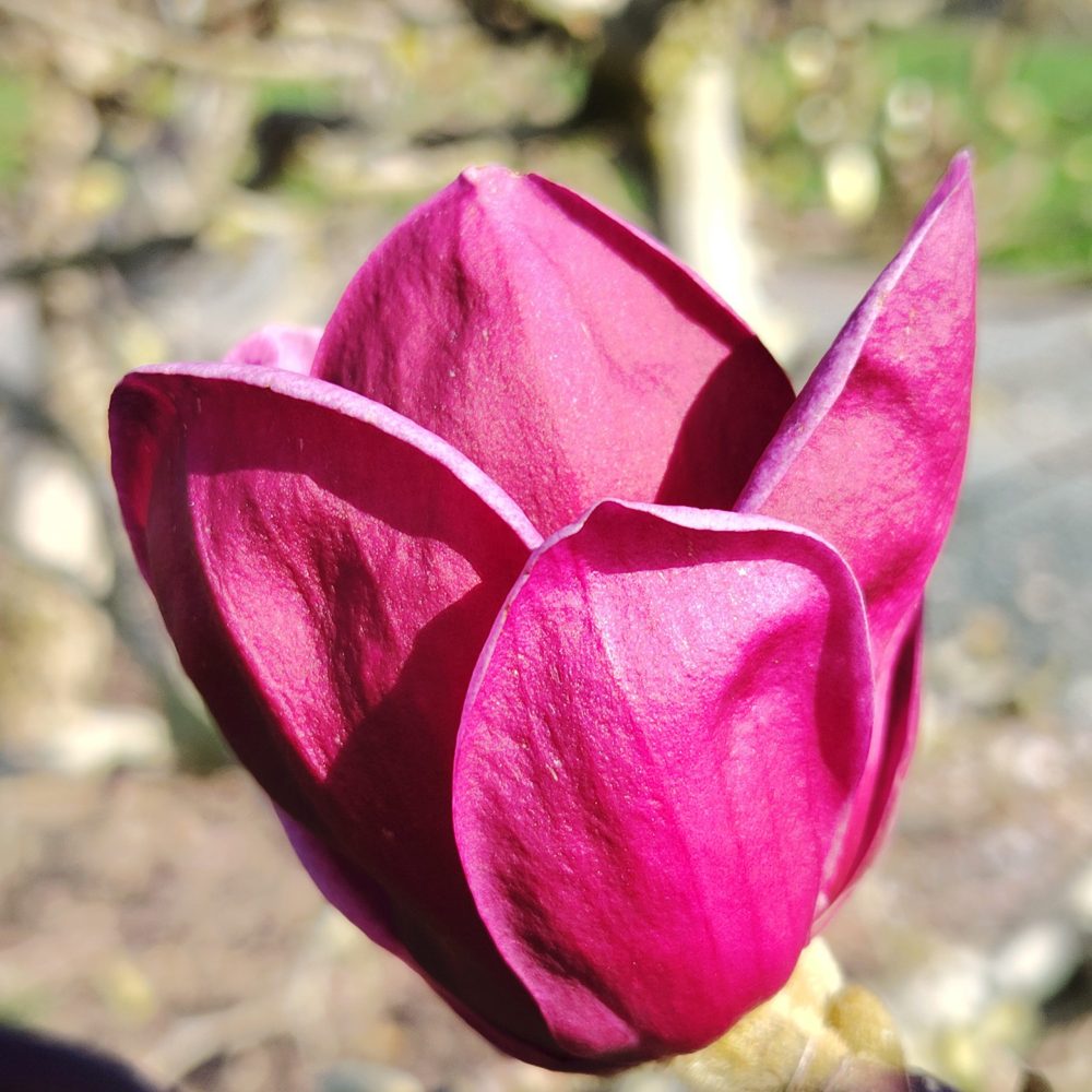 M. ‘Ian’s Red’