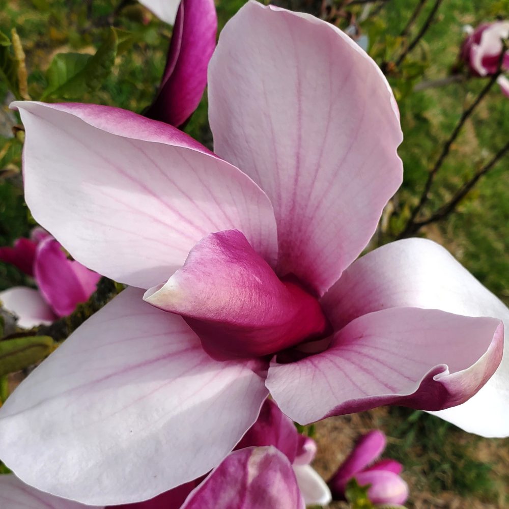 M. ‘Marylin’ c
