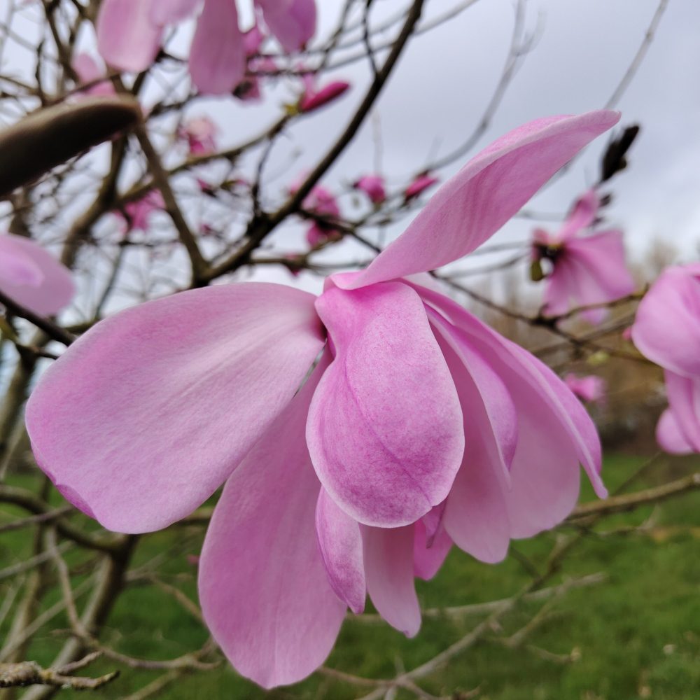 M. ‘Purple Breeze’
