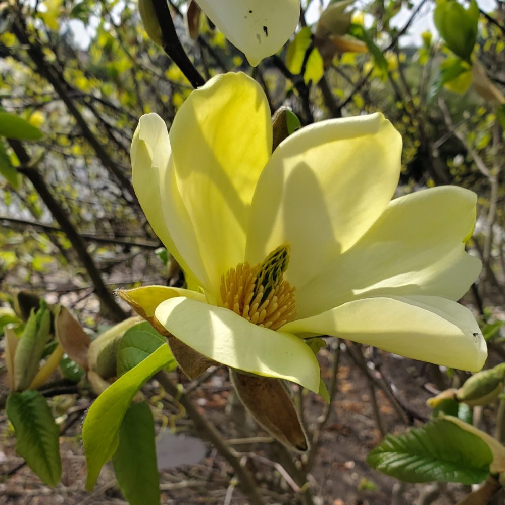 Magnolia ‘Olivia’